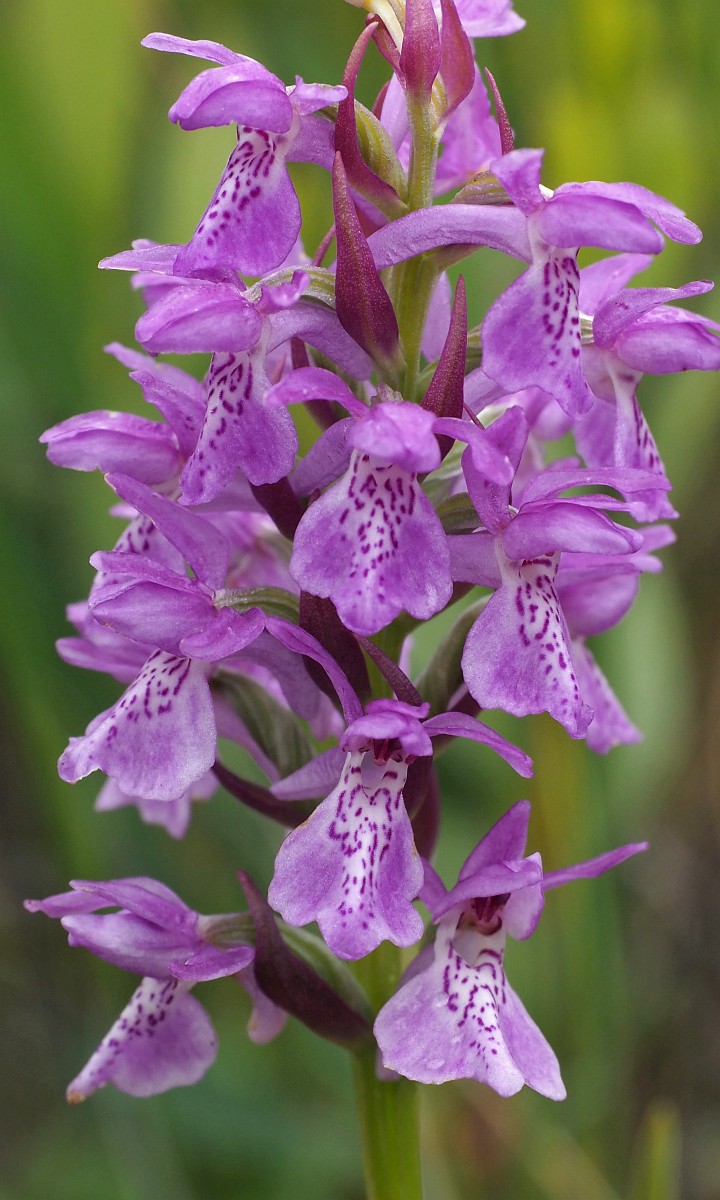 Dactylorhiza Sphagnicola dactylorhiza-sphagnicola